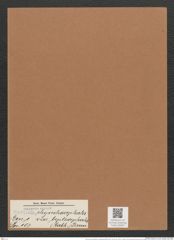 Navicula rhynchocephala var. leptocephala (Rabh.) Brun. (de-Toni-Nr.: Genus 1, Species 107) Zeichnungen Sammlung Grunow Mappe 00087 (Herbarium_W_Grunow_drawings_Folder_00087)